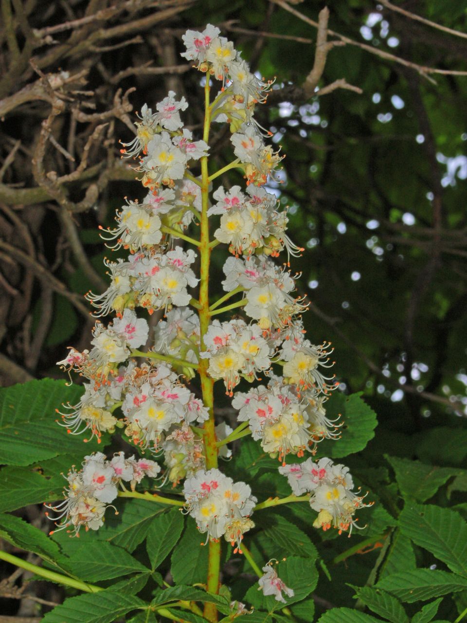 Aesculus hippocastanum / Ippocastano